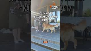 Зачем считать собаке? смотрите, скоро расскажем #воспитаниесобак #собака #животные #недрессировка
