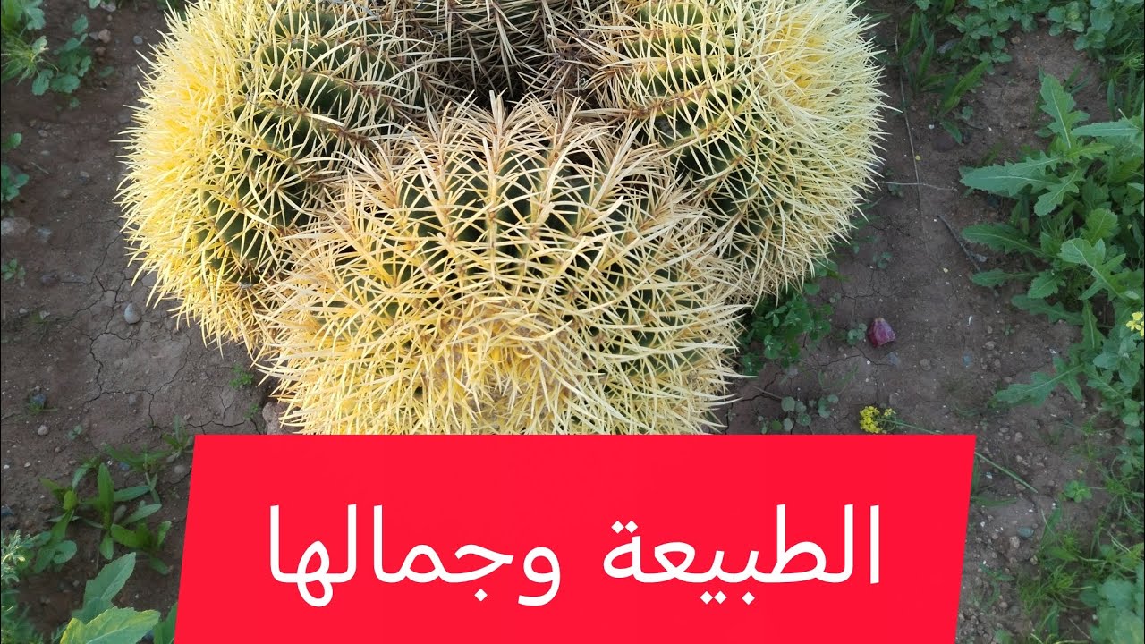 الطبيعة ولجمالها🇲🇦#اكسبلور #food متنساوش ابوني واشتراك فضلاً وليس أمراً ،🇲🇦🇲🇦🇲🇦♥️♥️♥️🌹🌹🌹