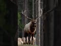 Bull Elk Bugle In Banff National Park mp3