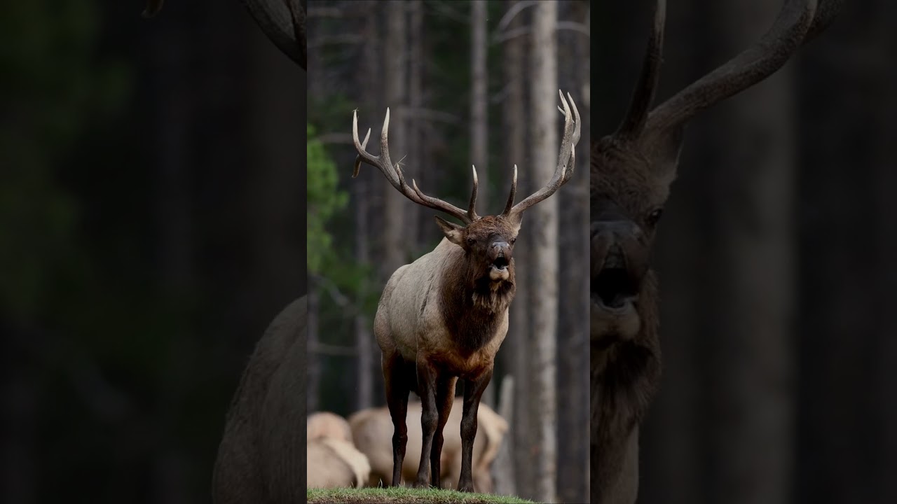 Bull Elk bugle in Banff National Park