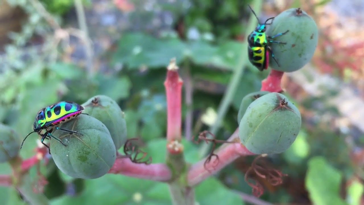 Watch Nature's Chill: Lofi Music and Bugs~ Lofi and Flower Bugs: A Beautiful Mix on YouTube Watch Nature's Chill: Lofi Music and Bugs~ Lofi and Flower Bugs: A Beautiful Mix on YouTube
