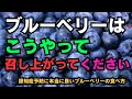 どうかブルーベリーはこうやって召し上がってください #健康 #雑学 #ブルーベリー