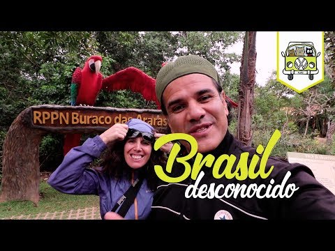 Así vimos los enormes guacamayos rojos | Episodio #60 | Brasil