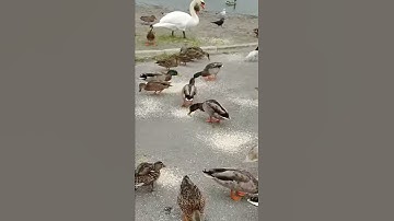 TCL 10 Pro Video Sample