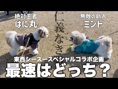 【東西シーズーコラボ①】ミントくんと念願の徒競走対決が大荒れ！勝ったのはどっち？ついに決着がつきました・・・