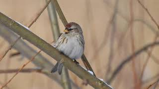 Czeczotka Redpoll Acanthis