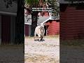 She’s probably gonna steal her grandkids 🤣 #goats #pygmygoats #animals #funnyanimals #pets #farm