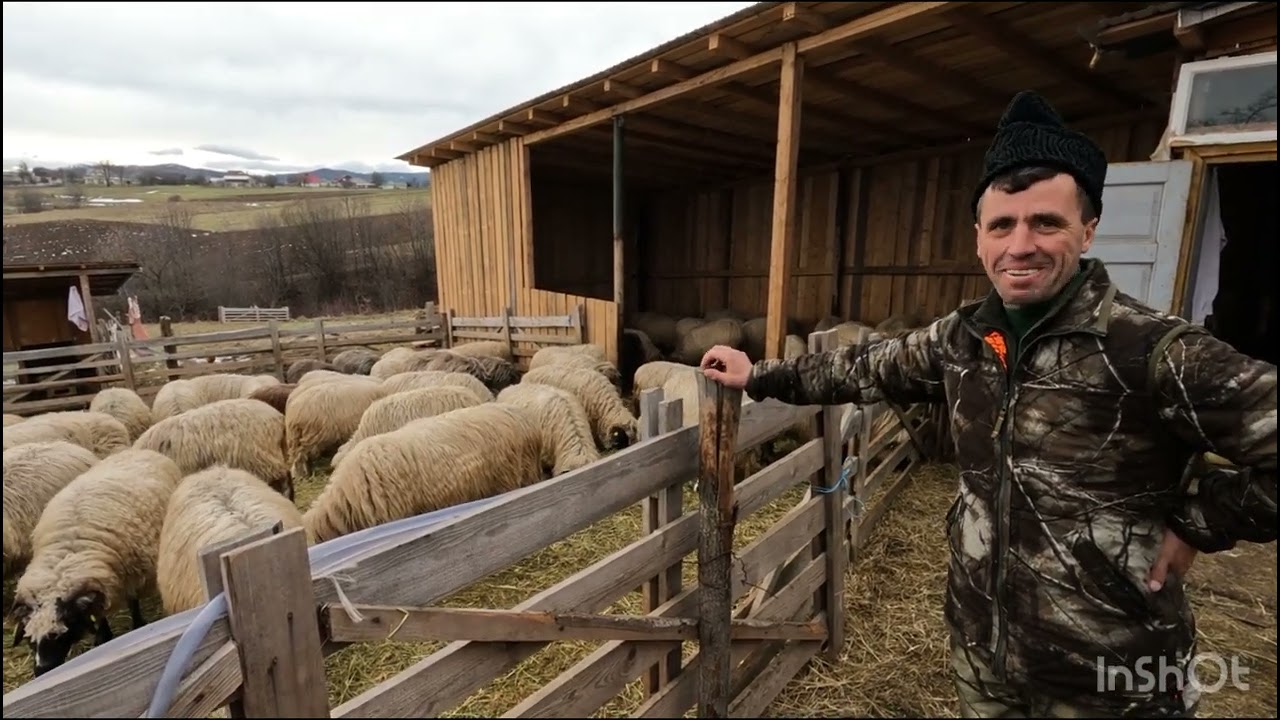 PETRESCUt IOAN -OILE FRUMOASE PE SAIVAN .INCA FACE BRÂNZĂ DE VACĂ.UN UN CIOBAN EXEMPLAR .