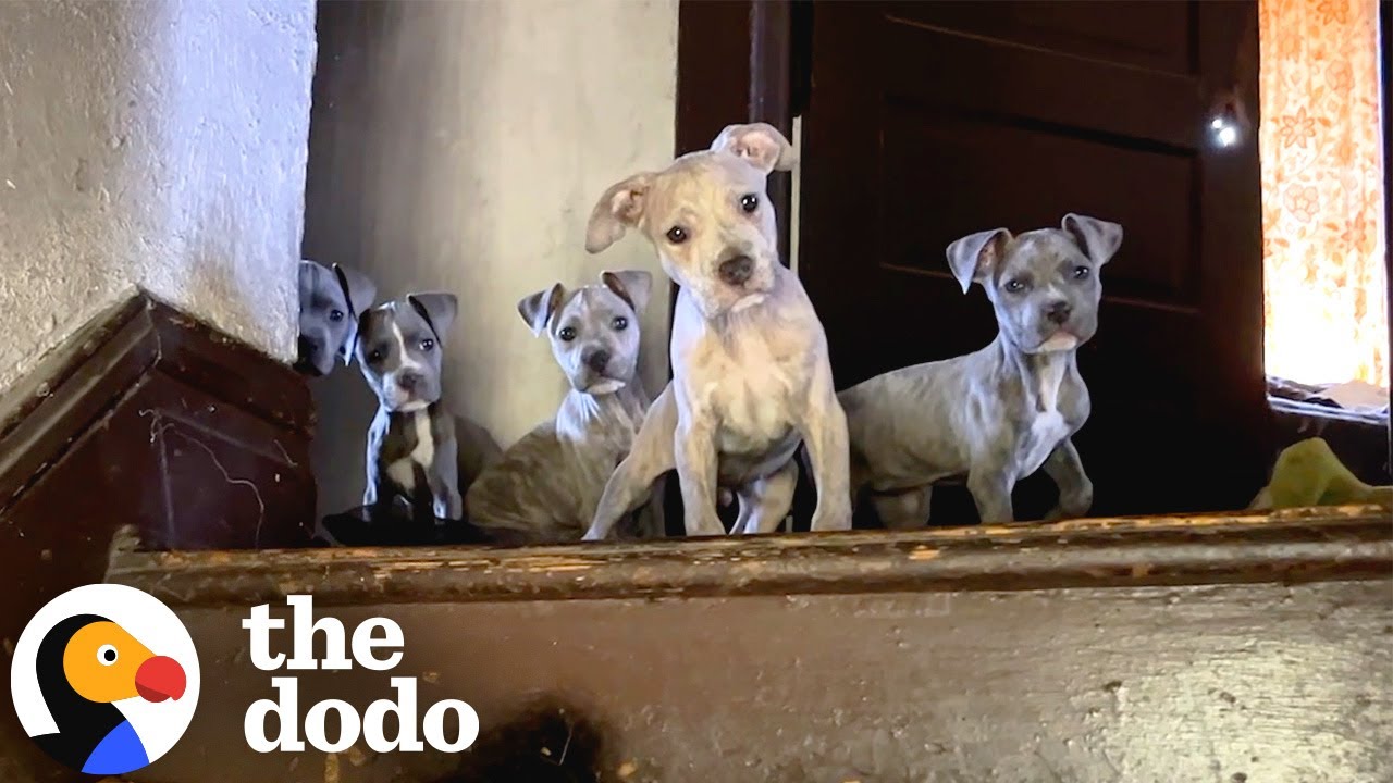 Pittie Was Hiding All Her Babies In An Abandoned House | The Dodo - YouTube