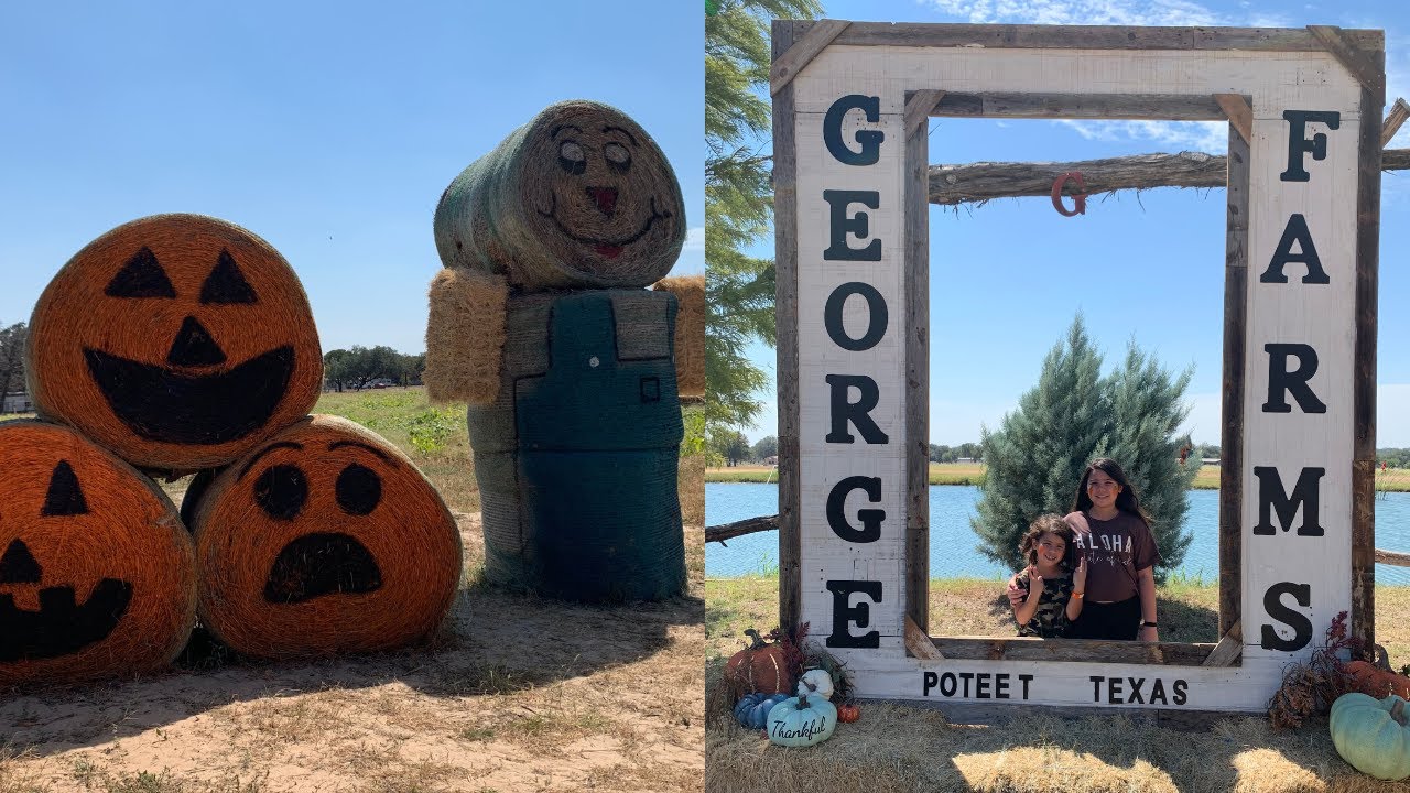 Pumpkin patch 2022 george farms poteet texas holo holo adventures