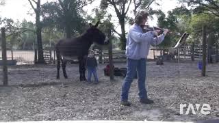 The Donkey Sound Of The Violin - Jim Wyler & Dailypicksandflicks | RaveDj