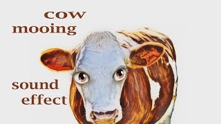 How A Cow Moo Sounds Sound Effect Animation