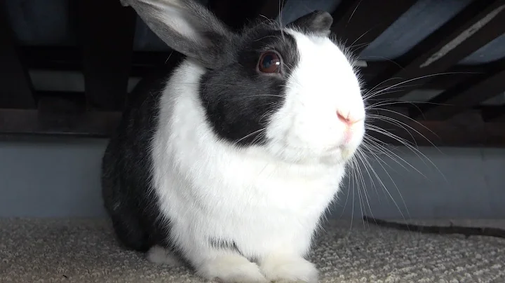 Video for practicing eye contact