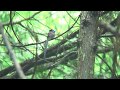 サンコウチョウ(1)夏鳥・さえずり(埼玉県) - Japanese Paradise Flycatcher - Wild Bird - 野鳥 動画図鑑