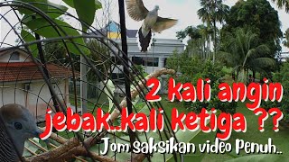 Download Lagu Merbok kampung - Dua kali angin jebak..jom tengok apa jadi datang kali ke tiga di musim hujan ni. MP3