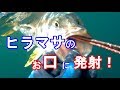 ヒラマサのお口の中に銛発射！／クエ・キジハタ？【魚突き】【ならぎょEp.10】