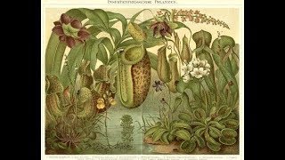 Sarracenia - Убийца насекомых и животных | Саррацения |
