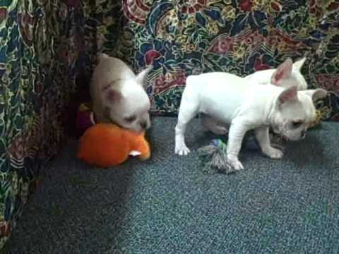 French Bulldog Puppies Mahala Mason Marley Sammy Feb 8 2010