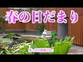 ☘️癒やしのフタバだよ〜🌹春の日だまりこんな近くで双葉の👁️を見た事がありますか!🌱『ふたば 皐月&bull;春も終わり!お話し二十二』 フタバの🌱ご飯タイムの復活を願う❗️花鳥園🌱ふたば嬢と😎頑菊爺のつぶやき