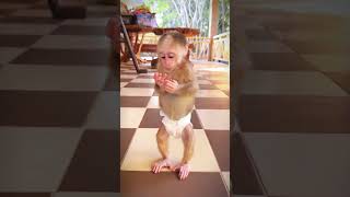 25 monkey video | monkey | bandar | monkey voice | funny manki comedy video | monkey video #shorts