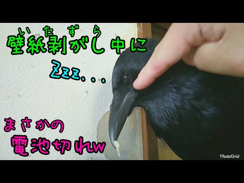 【急に電池切れ】カラスが悪戯中に突然電池切れしたらしいw カラスを撫でる音ASMR(1:22～2:22) 20190405、カラス＆猫＆モモ