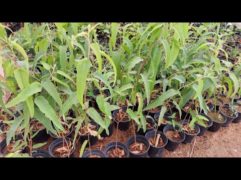 فيديو: تكاثر الأوكالبتوس - زراعة البذور وتجذير شتلات الأوكالبتوس