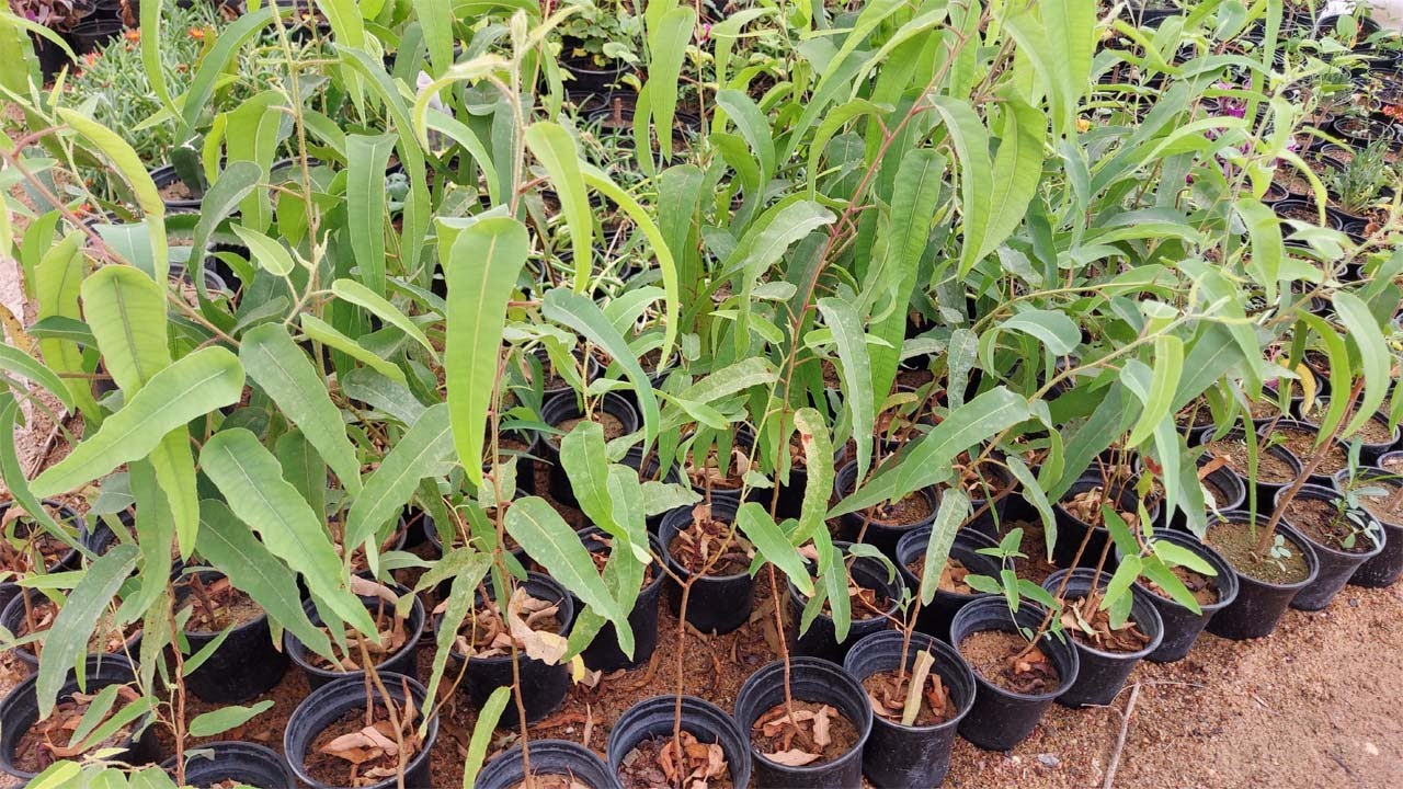 طريقة اكثار شجرة الكالبتوس بالاقلام , camaldulensis