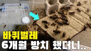 바퀴벌레 몇마리 6개월 방치 했더니 아주 난리가 났습니다