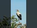 White Stork Clattering Sounds Like Jackhammer 