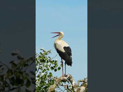 White Stork Clattering Sounds Like Jackhammer 