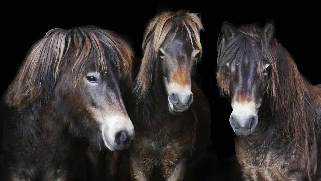 Beautiful Exmoor Ponies YouTube beautiful-exmoor-ponies-youtube