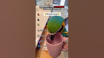 Ranking The Funniest Parrot Sounds