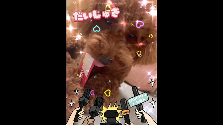 Watch the video about The culprit who stole cat treats #Toy Poodle #Scottish Fold #Ragamuffin #Terashima Yukari Ballet ...