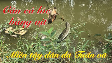 Câu cá bằng vịt - lưỡi câu mới dính cá mỗi phát / đi câu kiếm cá lóc về nấu canh