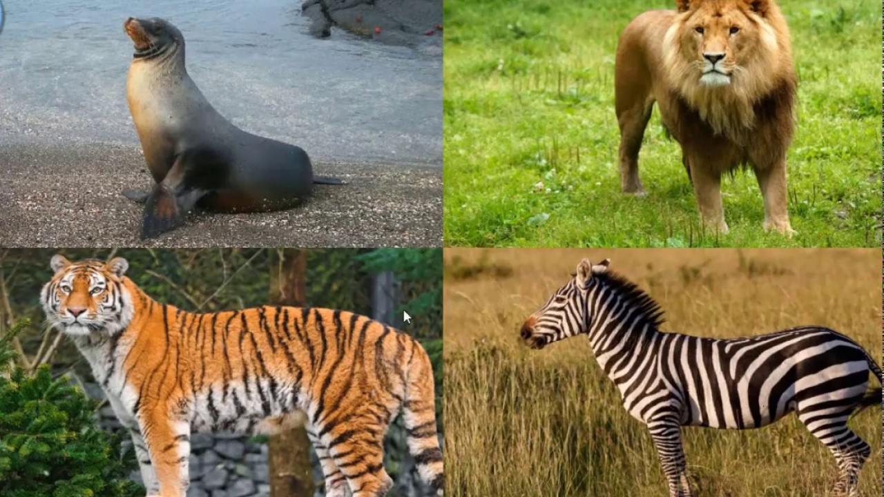 Learn Forest Animals Names And Sounds With Tony Games Review For Kids learn-forest-animals-names-and-sounds-with-tony-games-review-for-kids
