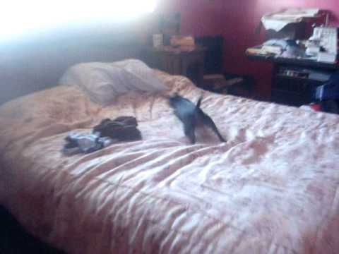 puppy paradise Chihuahua Dog drying itself to a Neon Tree Song