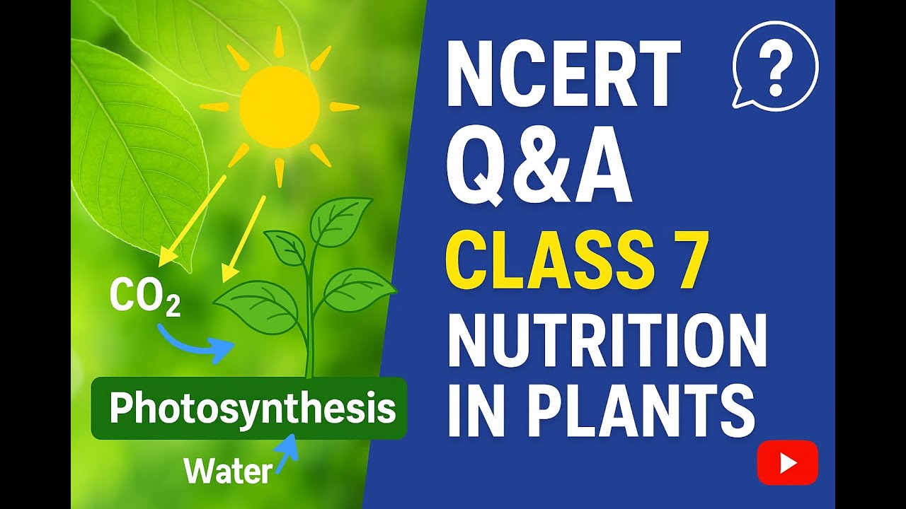 Nutrition in Plants class 7 questions and answers I Class 7 Science ...