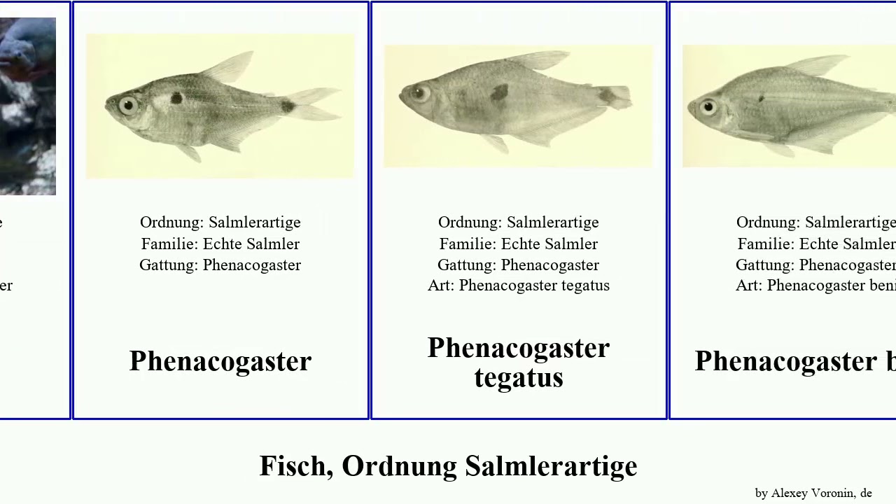 Fisch, Ordnung Salmlerartige fish von beni affinis nigricans Neon Distichodus Gelber Phenacogaster