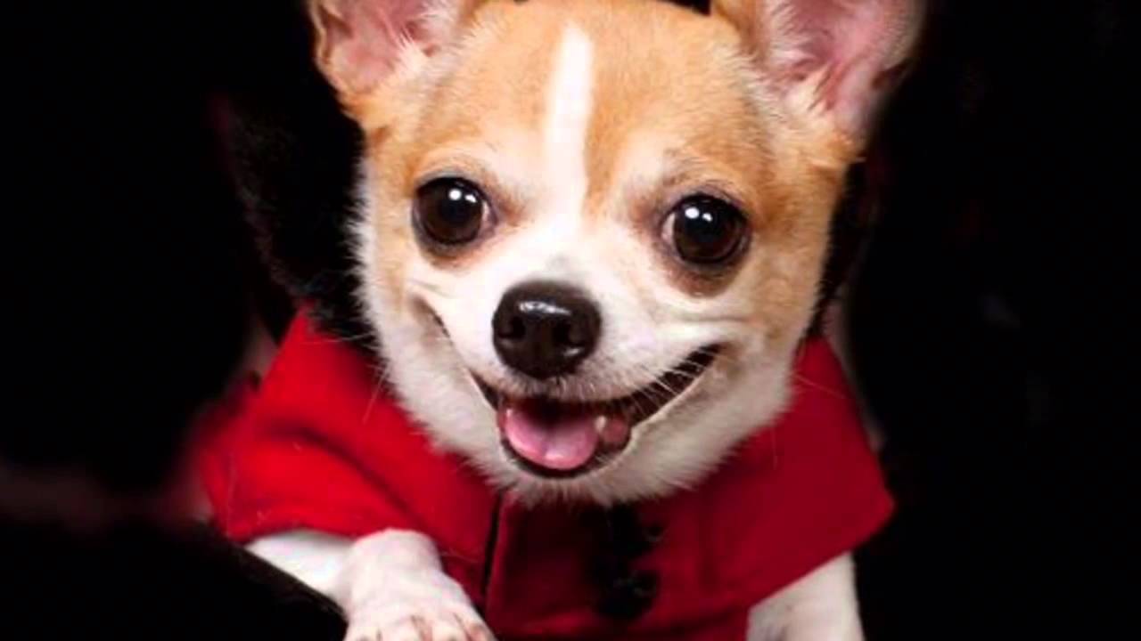 Funny Face Off YouTube