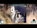 Japanese Bobtail 🐱🦁🐯 EVERYTHING CATS 🐯🦁🐱 の動画、YouTube動画。