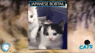 Japanese Bobtail  EVERYTHING CATS
