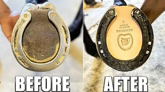 Farrier Full Hoof Restoration | Satisfying 4K ASMR