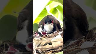From tiny egg to a little bird - nature's quiet miracle.🐦🐦🐣🐣#shorts #viralshorts #birds #viral