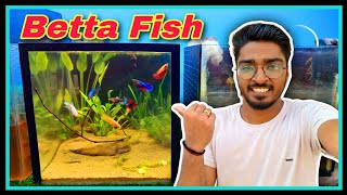 🥰🥰 CREATING Easy Natural Betta Fish Aquarium 🥰🥰 [ Low tech, Simple Aquascaping Tutorial ]