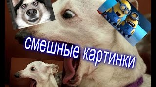 Очень Ржачные Картинки -- Vansmile Tm