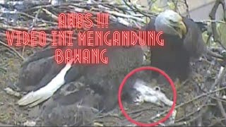 Viral Poor Baby Bird Being Eaten By Predator