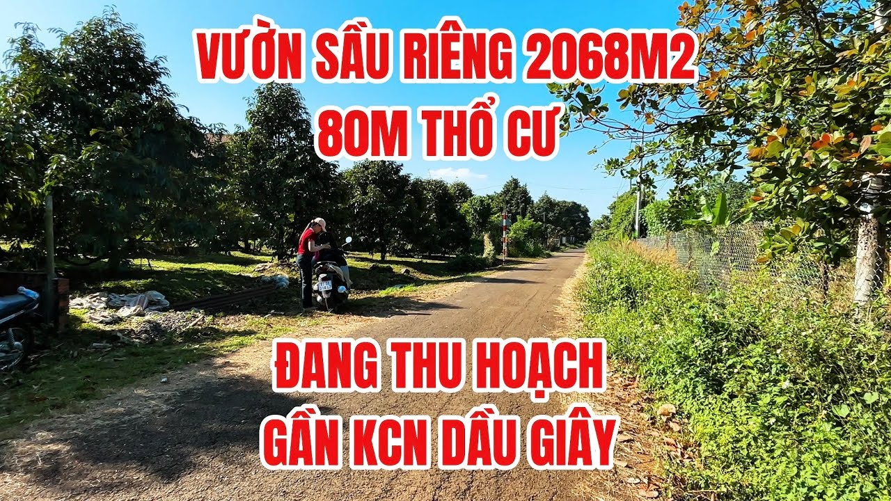 Vườn sầu riêng thái 2068m2 có 80m thổ cư gần KCN Dầu Giây 