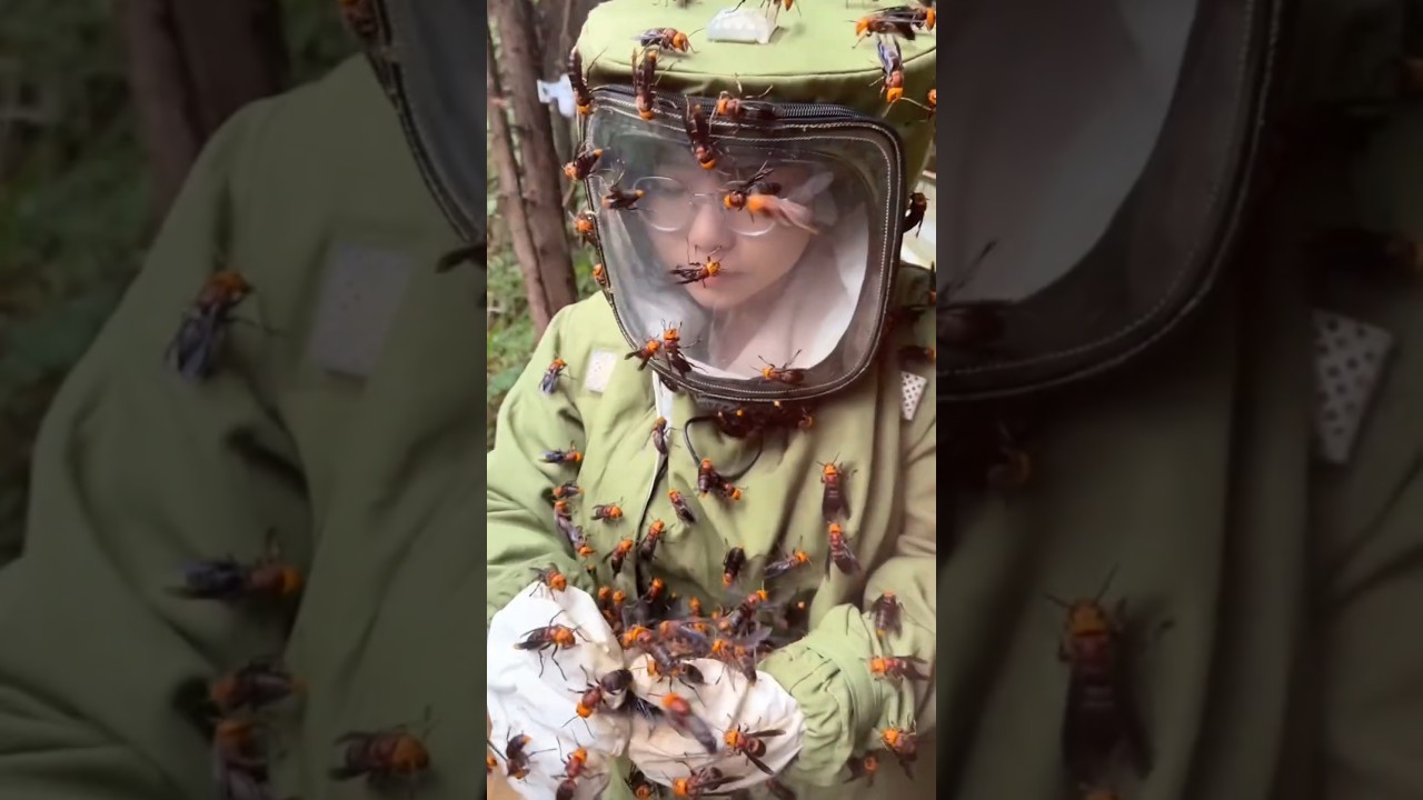 GIANT Asian hornet sound will give you nightmares 😖 