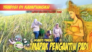 Mapak pengantin padi || nguri-uri budaya Jawi || tradisi jawa