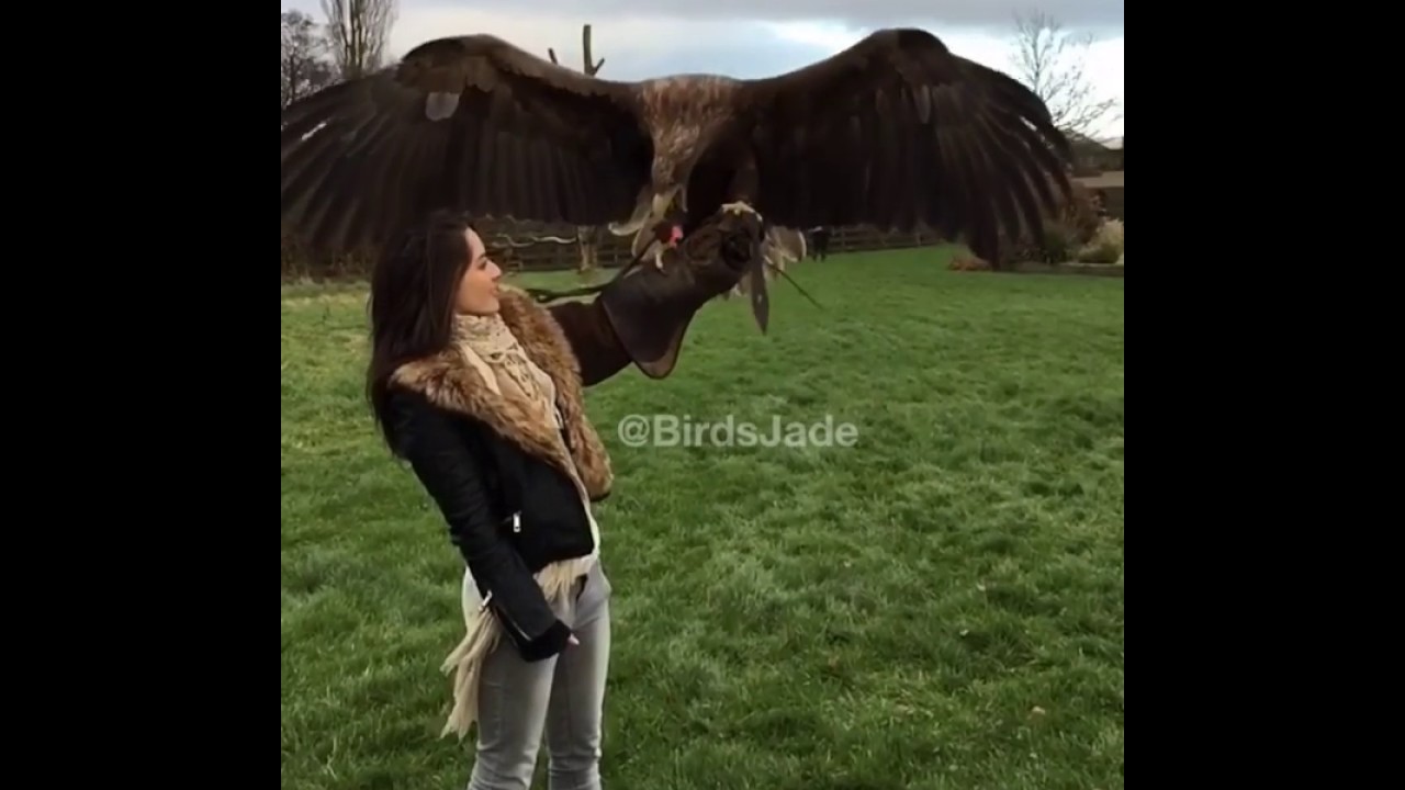 Bird landing training